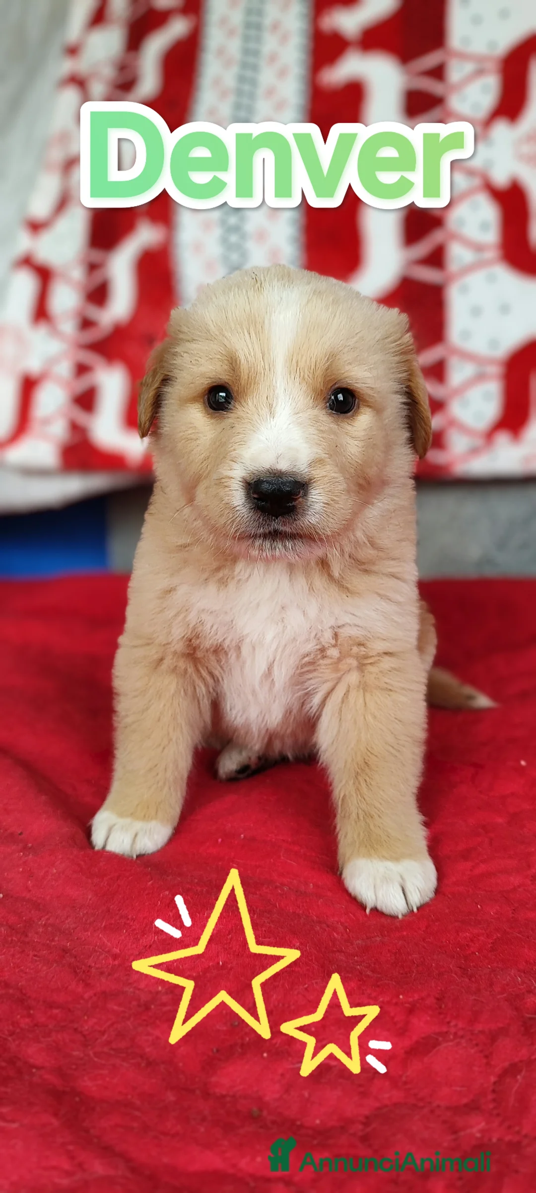 Meticcio cani in regalo: Denver cucciolo bellissimo cerca famiglia a Città Metropolitana di Bologna - Annuncio 1