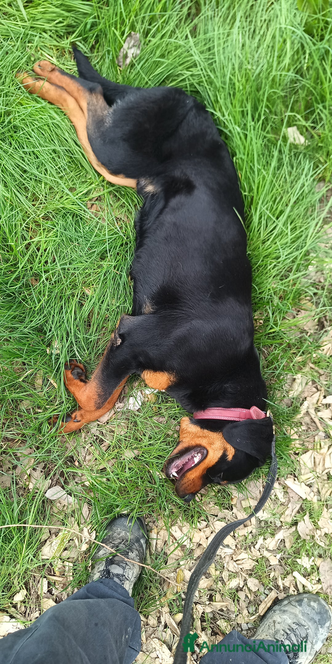 Rottweiler cani in vendita: Cucciolone 1°scelta a Province of Pistoia - Immagine 5