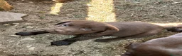 Labrador cani in vendita: Cuccioli di labrador chocolate - Annuncio 5