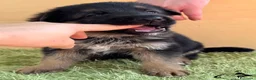 Pastore Tedesco cani in vendita: Cuccioli di pastore tedesco selezionati - Annuncio 4