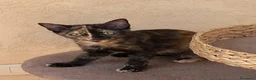 Certosino gatti in regalo: certosino mix - Annuncio 2