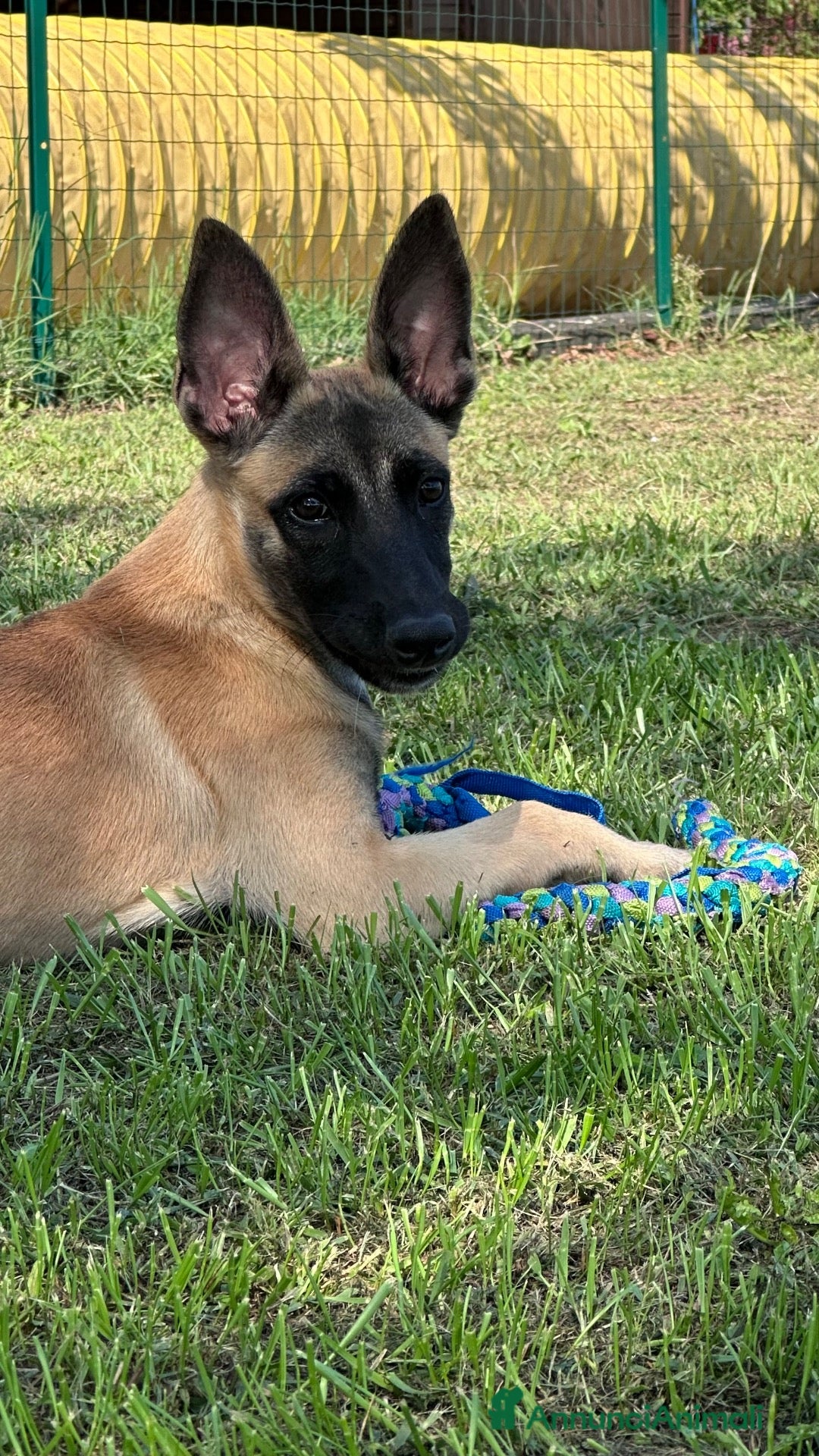 Pastore Belga cani Cucciola pastore belga malinois  - Annuncio 1