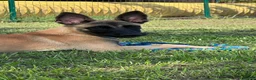 Pastore Belga cani in vendita: Cucciola pastore belga malinois  - Annuncio 1
