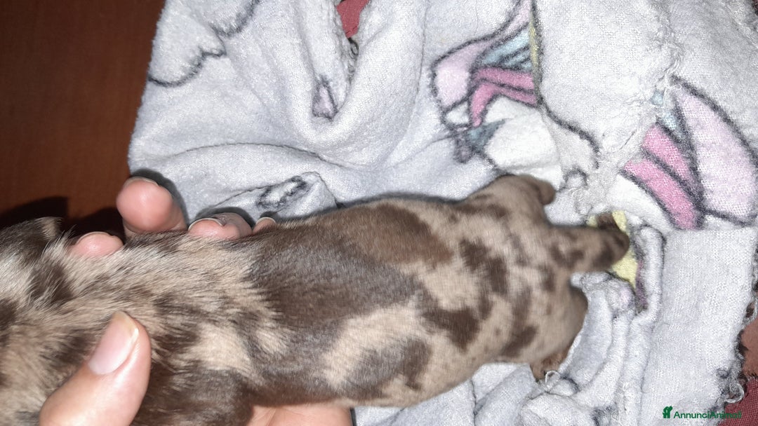 Bassotto cani in vendita: Cuccioli di bassotto a pelo corto  a Provincia di Vercelli - Annuncio 4