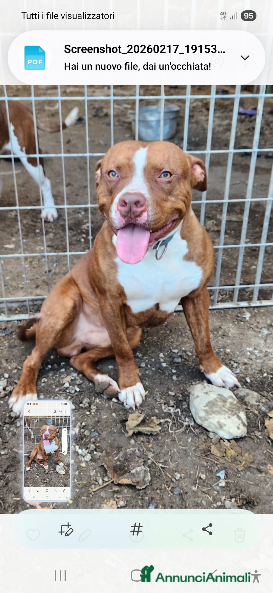 Pitbull cani Drake e sorella Pitbull 20/22mesiBUONISSIMI.SUD  - Annuncio 1