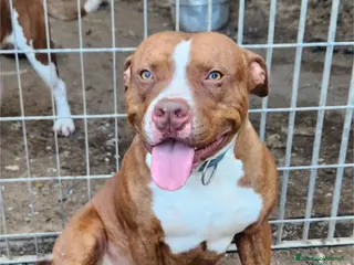 Pitbull cani Drake e sorella Pitbull 20/22mesiBUONISSIMI.SUD - Annuncio 1