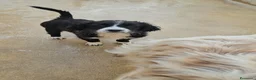 Meticcio cani in regalo: Martina: cucciola taglia media contenuta  - Annuncio 13