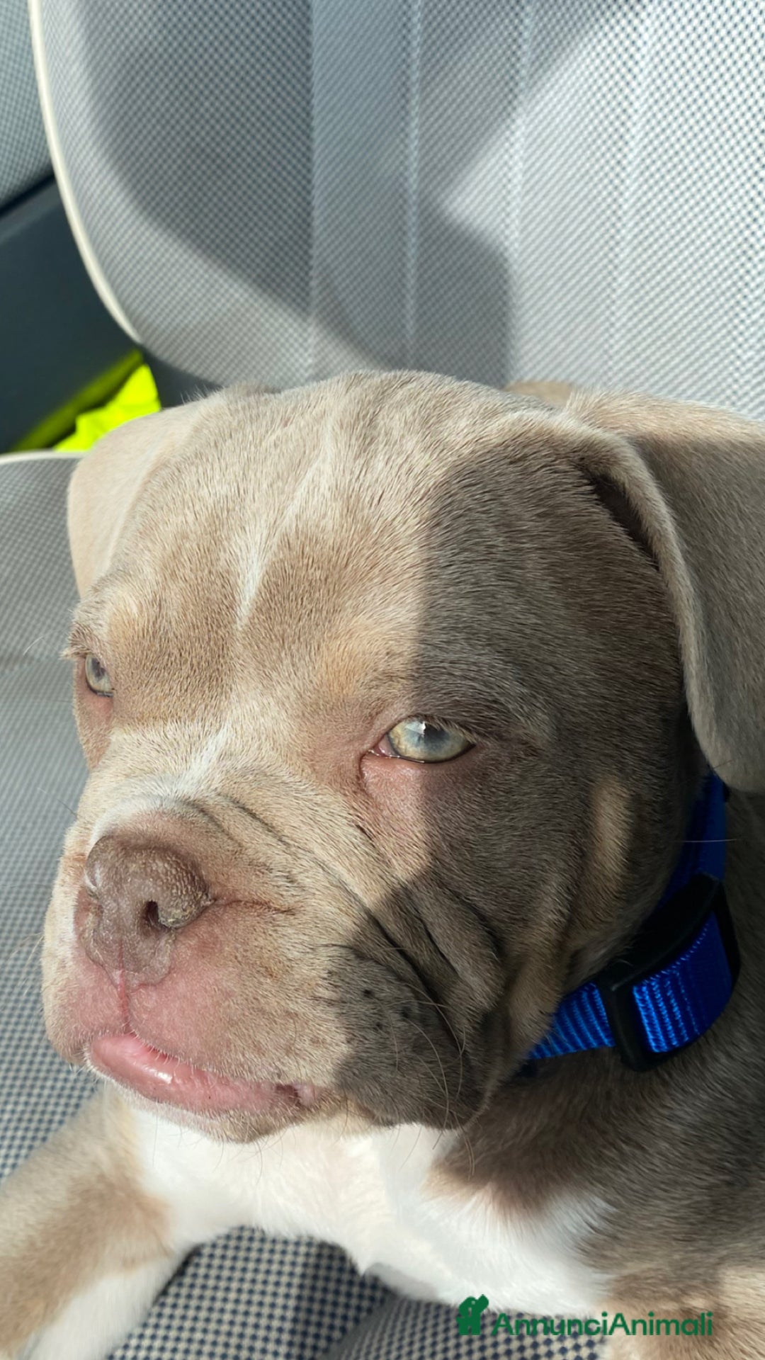 Altre razze cani in regalo: cane di nome Tyson - Annuncio 4