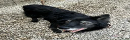 Meticcio cani in regalo: Aron 15 anni Taglia media  - Annuncio 3