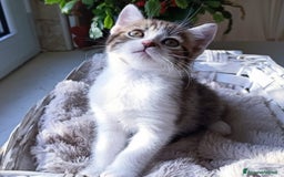 Persiano gatti in vendita: Gatto - Gattino persiano cucciolo maschio  a Provincia di Vercelli - Immagine 1