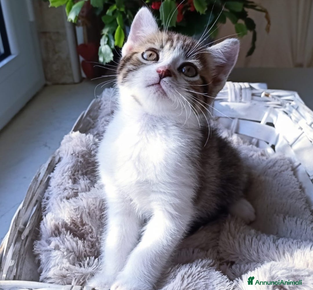 Persiano gatti in vendita: Gatto - Gattino persiano cucciolo maschio  a Provincia di Vercelli - Immagine 1