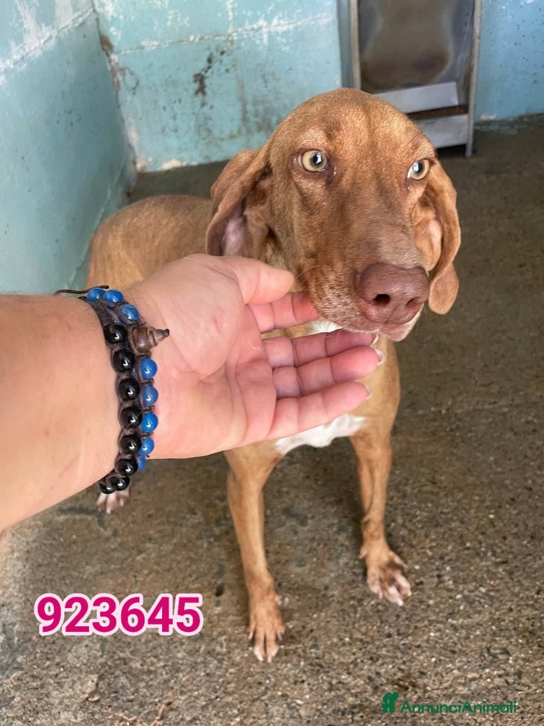 Meticcio cani in regalo: Bruna - Annuncio 1