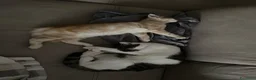 Europeo gatti in regalo: Gattini inseparabili - Annuncio 8