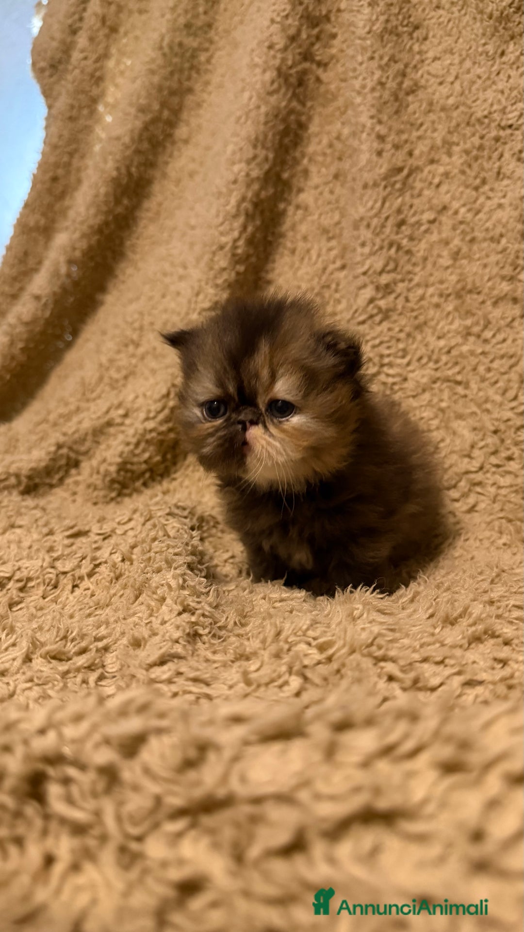 Persiano gatti in vendita: Gattini persiani nati il 17/10 - Annuncio 4