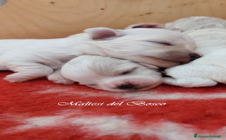 Maltese cani a Città Metropolitana di Torino - Annuncio 3