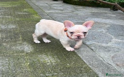 Bulldog Francese cani in vendita: Vendo Buldogg francese - Annuncio 6