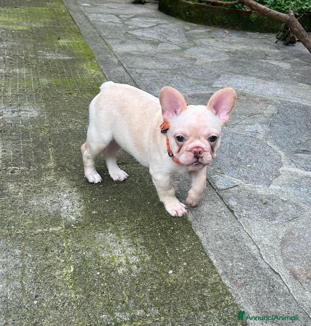 Bulldog Francese cani in vendita: Vendo Buldogg francese - Annuncio 6