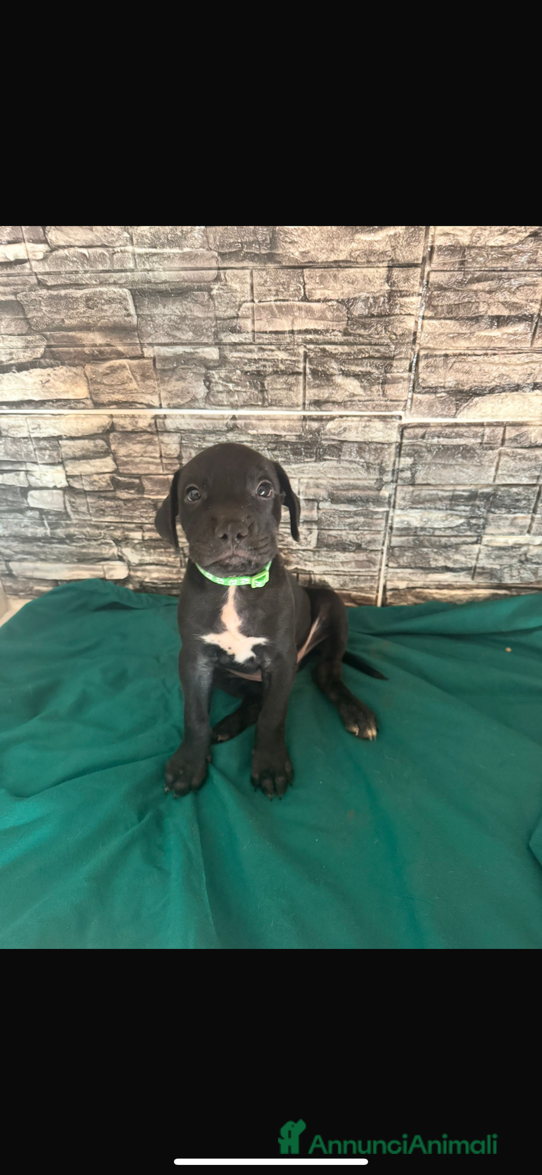 American Staffordshire cani in vendita: Amstaff  a Città metropolitana di Roma Capitale - Immagine 1