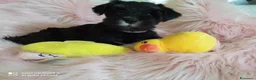 Mini Schnauzer cani in vendita: Cuccioli Schnauzer Nano Nero Argento - Annuncio 8