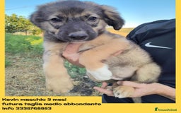 Altre razze cani in regalo: Cuccioli di 3 mesi cercano adozione urgente  a Provincia di Parma - Immagine 5