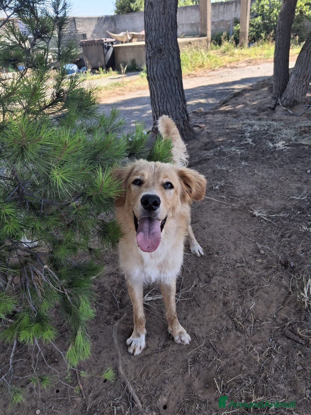 Meticcio cani in regalo: SCOTTY 💙 - il cucciolo invisibile 💔 a Provincia di Como - Immagine 2
