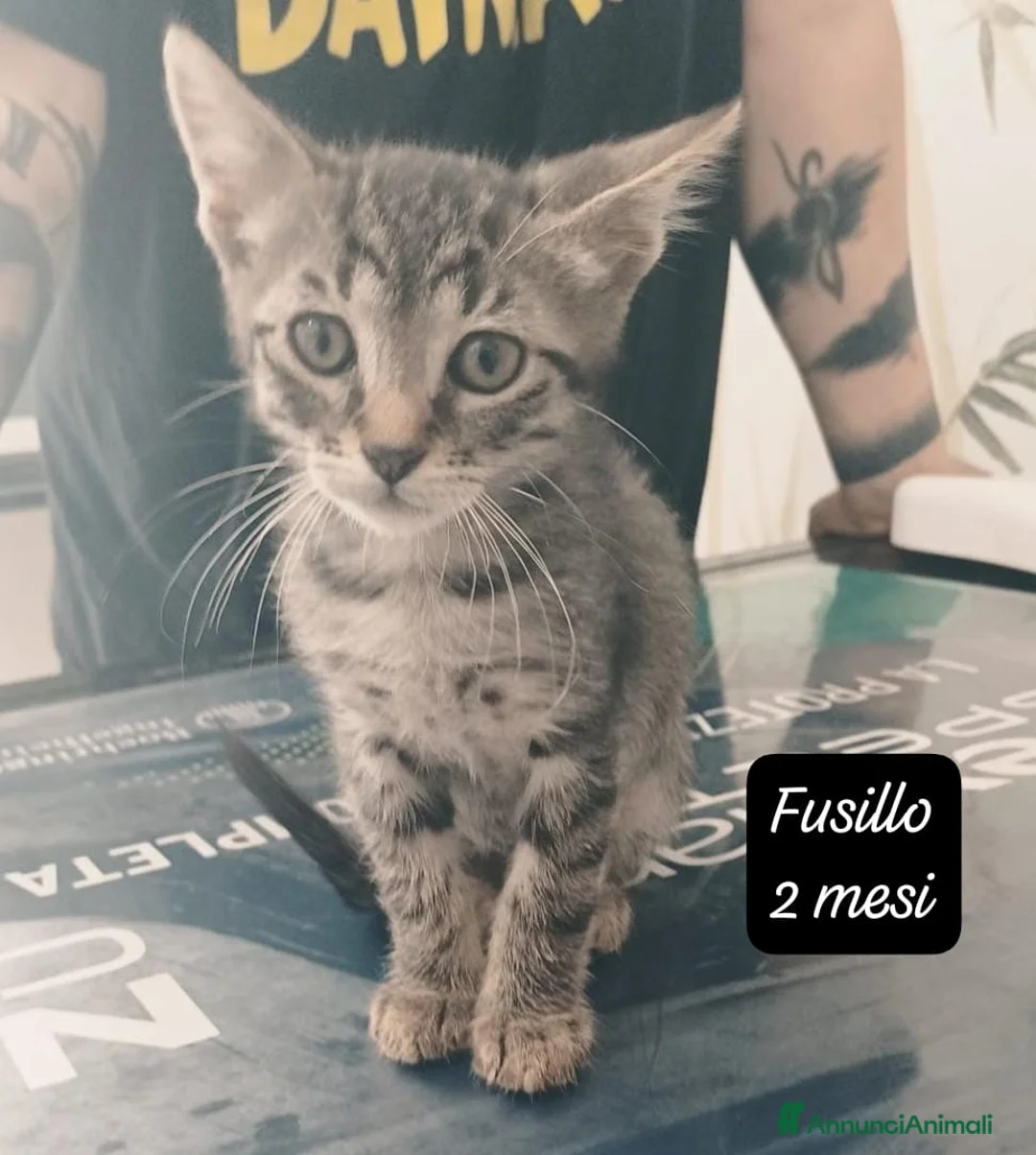 Europeo gatti in regalo: Tanti gattini desiderosi di trovare famiglia  a Provincia di Bergamo - Annuncio 11