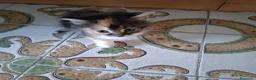 Europeo gatti in regalo: Si regalano cuccioli  - Annuncio 2