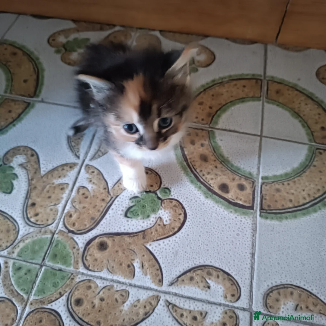 Europeo gatti in regalo: Si regalano cuccioli  - Annuncio 2