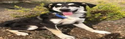 Meticcio cani in regalo: Nico mix Australian Shepherd 17mesi SIRACUSA SOS - Annuncio 3