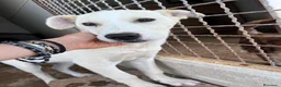 Meticcio cani in regalo: Zelig. Cucciolo simil Labrador  - Annuncio 6
