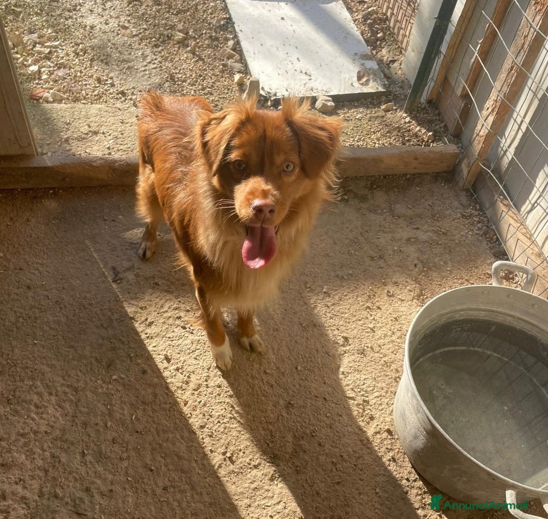 Meticcio cani in regalo: TAGLIE PICCOLE : MEMOLE E CANGU - Annuncio 3