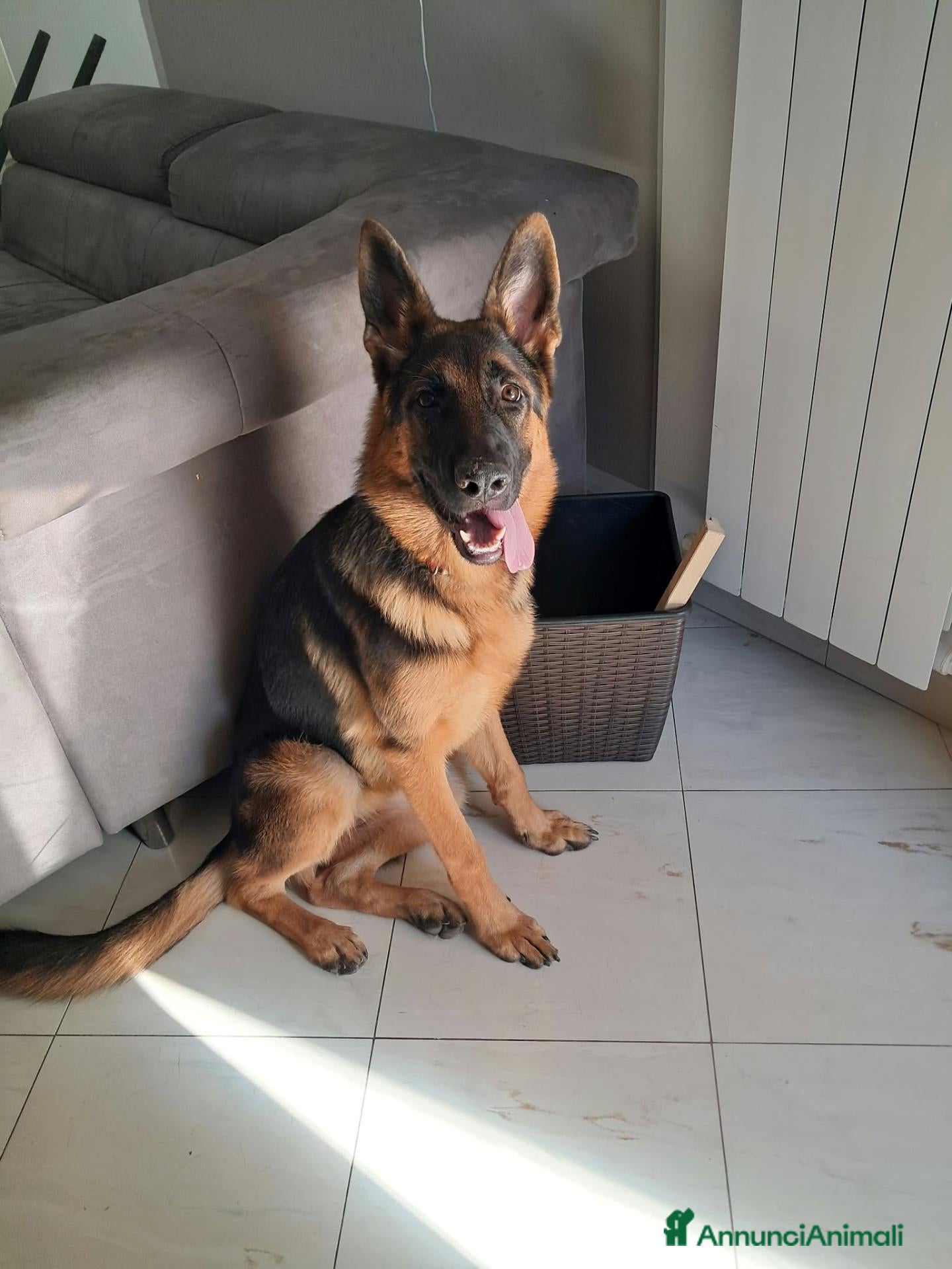Pastore Tedesco cani Splendida Pastore Tedesco di 7 Mesi Cerca Famiglia - Annuncio 1