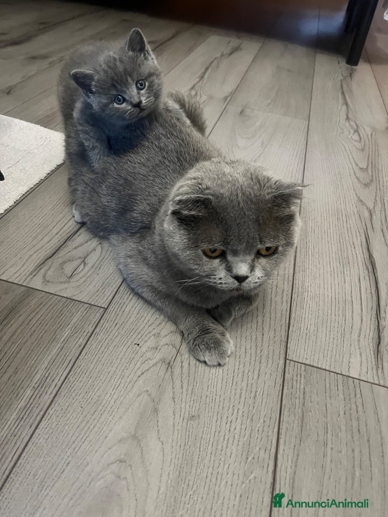 Scottish gatti  Gattini Scottish - Annuncio 19