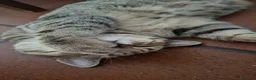 Scottish gatti in vendita: Splendori gattini schottisch Fold è brithish - Annuncio 8