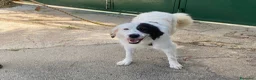 Meticcio cani in regalo: Sissi cagnolona stupenda - Annuncio 5