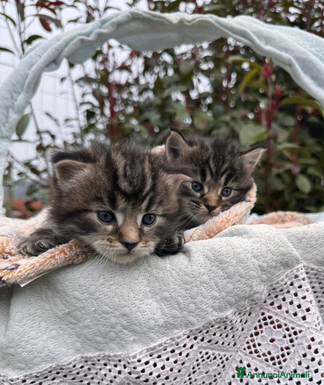 Maine Coon gatti Maine coon  - Annuncio 3