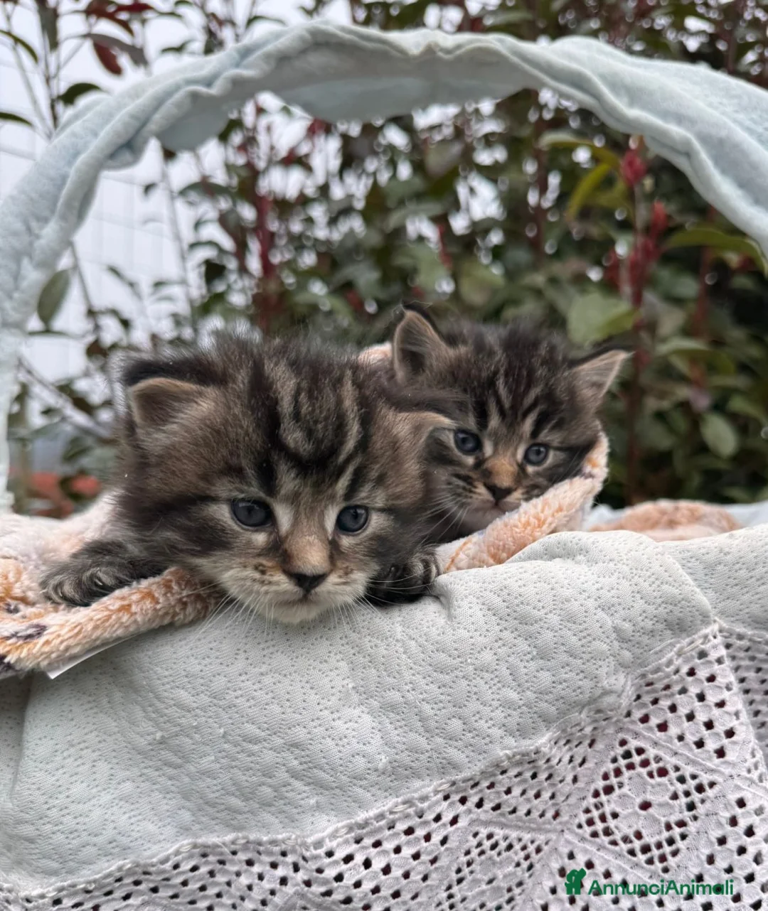 Maine Coon gatti in vendita: Maine coon  - Annuncio 1