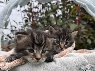 Maine Coon gatti Maine coon - Annuncio 3