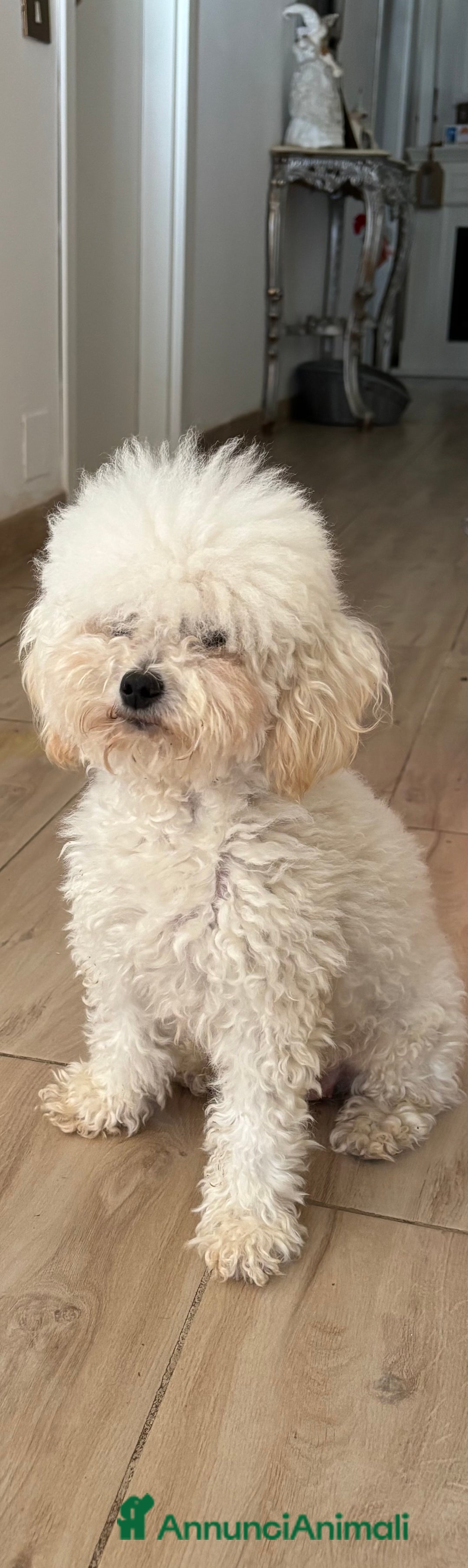 Barboncino Toy cani in vendita: barboncini toy - Annuncio 9