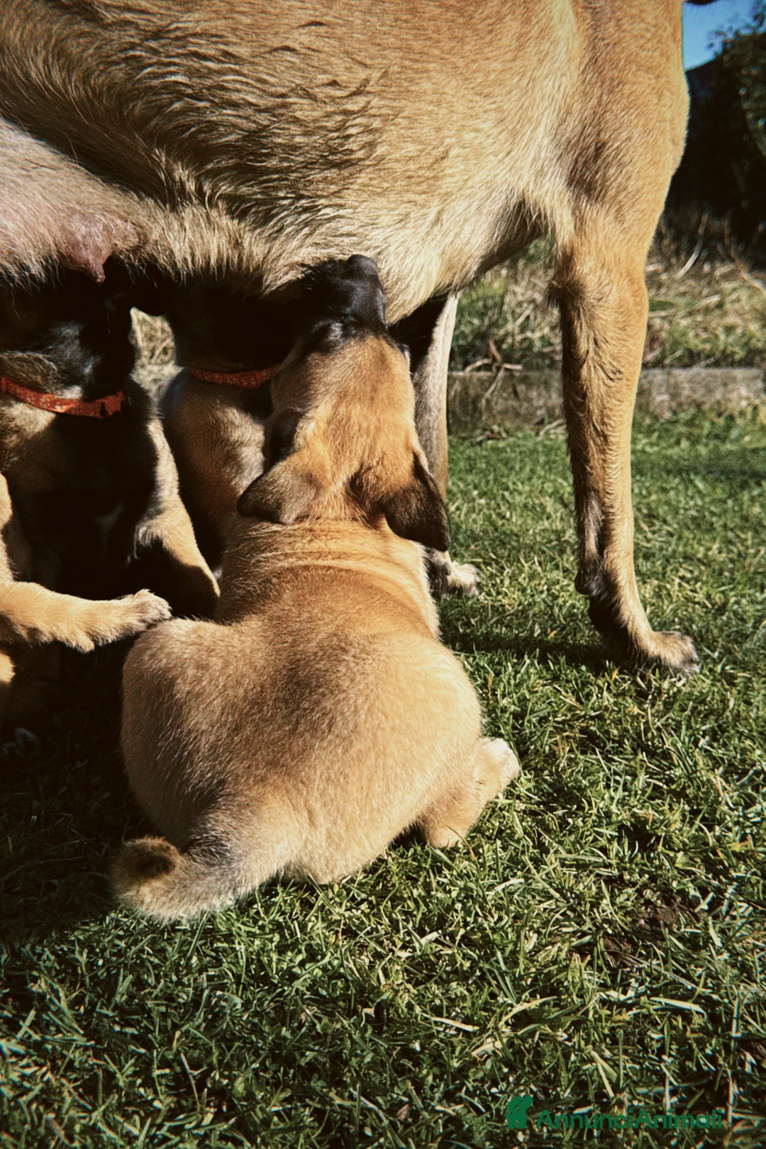 Pastore Belga cani in vendita: Cuccioli pastore belga Malinois  - Annuncio 6
