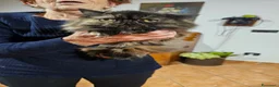 Persiano gatti in vendita: Gatto persiano maschio a Provincia di Reggio Emilia - Annuncio 3