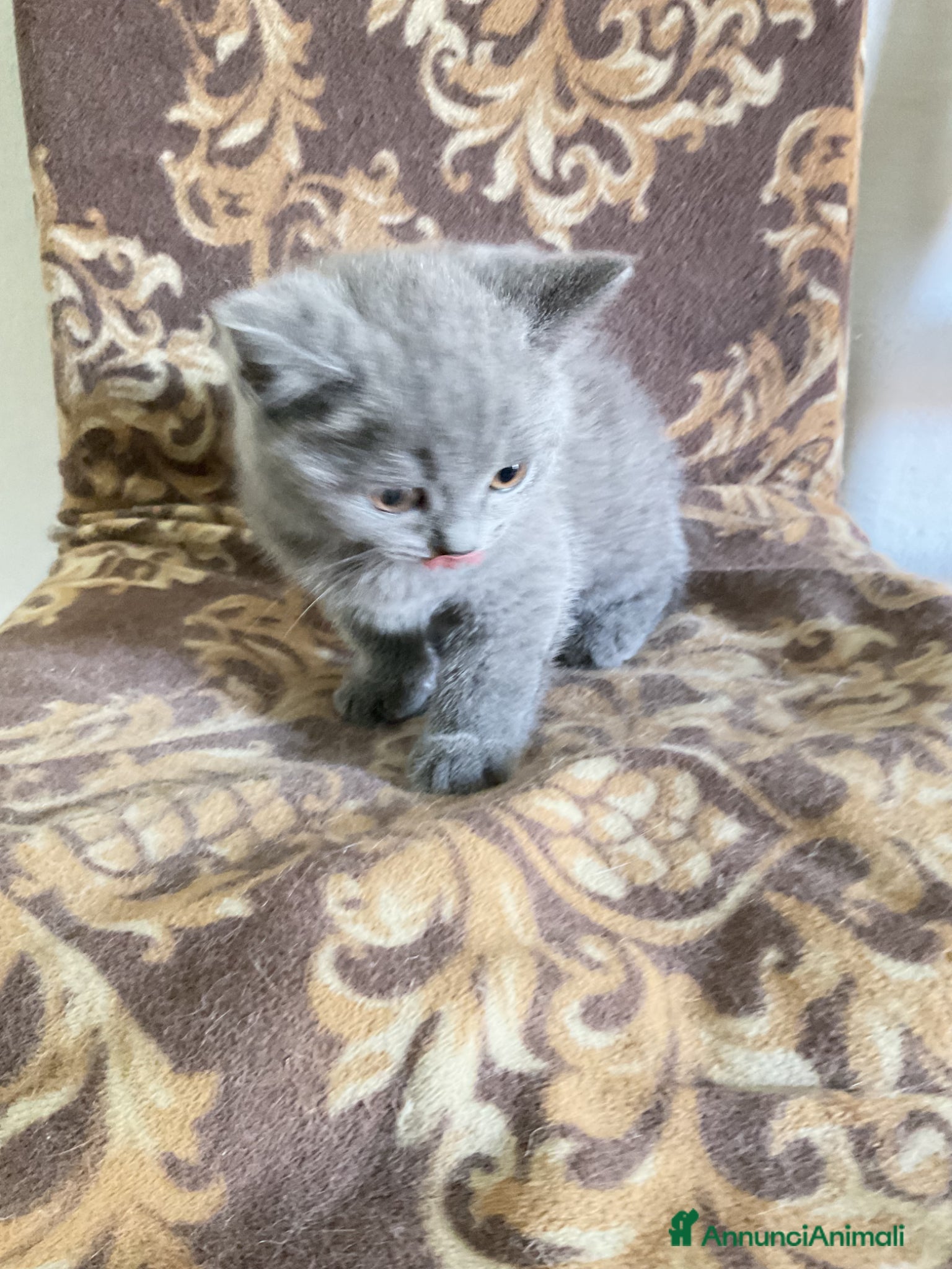 Scottish gatti in vendita: Gattino scottish - Annuncio 5
