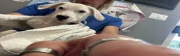 Meticcio cani in regalo: Diego, 1 anno, cerca famiglia  - Annuncio 2