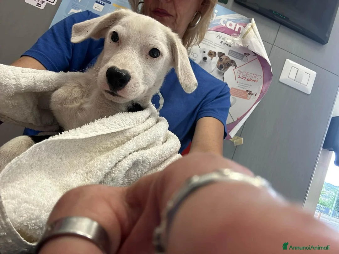 Meticcio cani in regalo: Diego, 1 anno, cerca famiglia  - Annuncio 2
