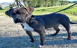 Pitbull cani in regalo: SIMONE, PIT BULL COLOR GRIGIO  a Provincia di Latina - Immagine 1