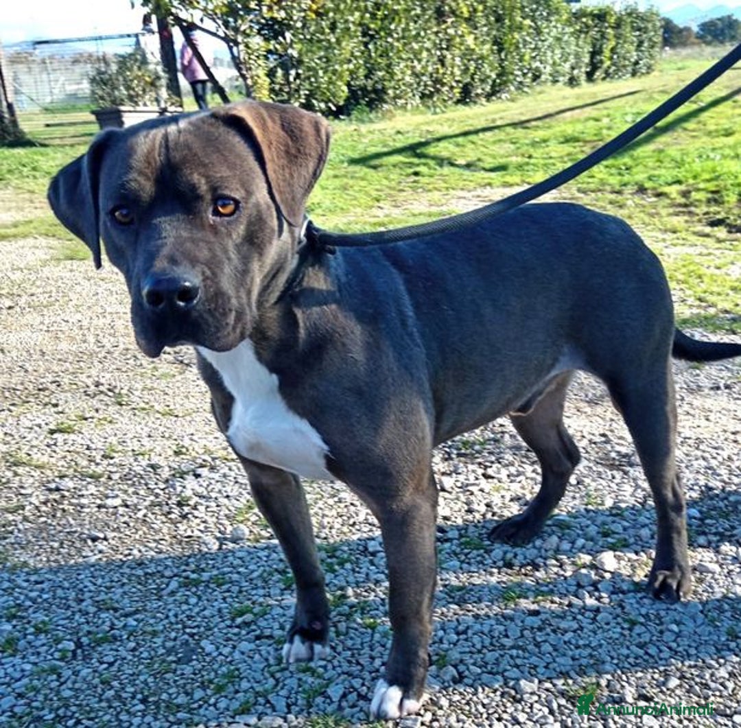 Pitbull cani in regalo: SIMONE, PIT BULL COLOR GRIGIO  a Provincia di Latina - Immagine 1