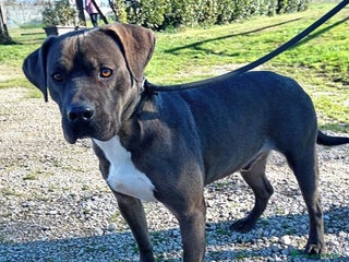 Pitbull cani SIMONE, PIT BULL COLOR GRIGIO a Provincia di Latina - Annuncio 13
