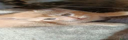 Meticcio gatti in regalo: regalo gattini - Annuncio 2