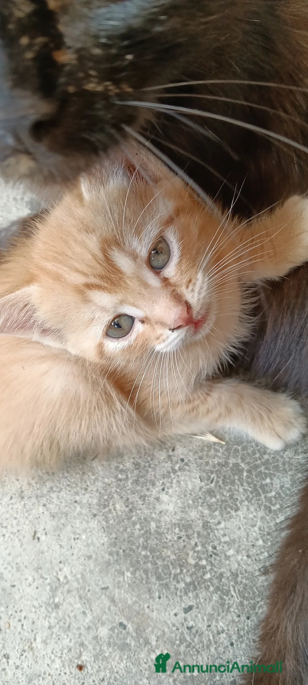 Meticcio gatti in regalo: regalo gattini - Annuncio 2