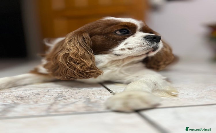Cavalier King cani - Annuncio 2
